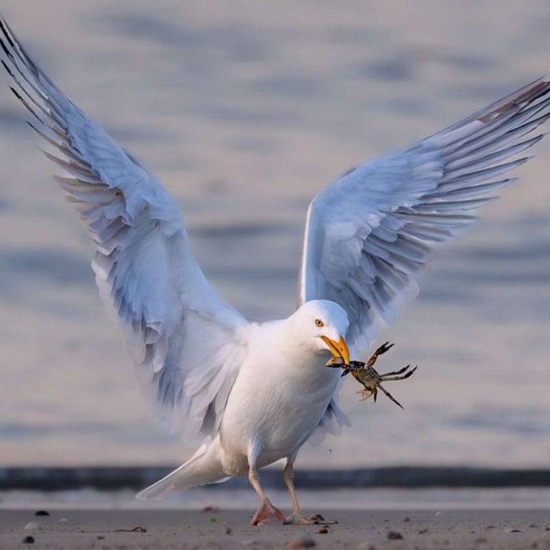 Seagulls' Savvy