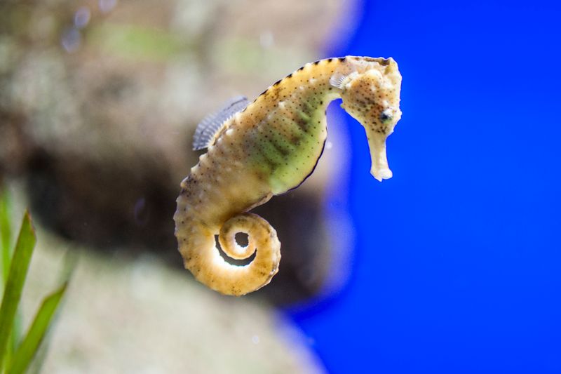 Seahorse