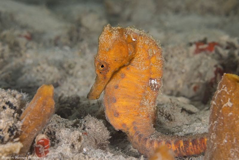 Seahorse