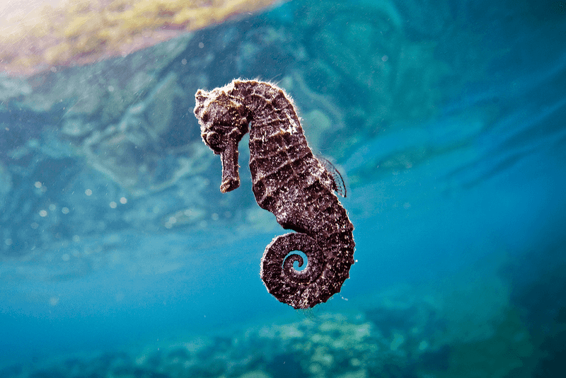 Seahorse