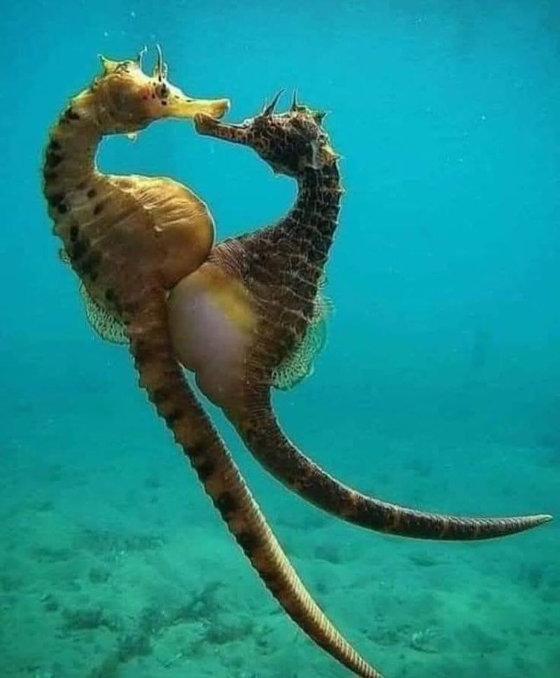 Seahorses