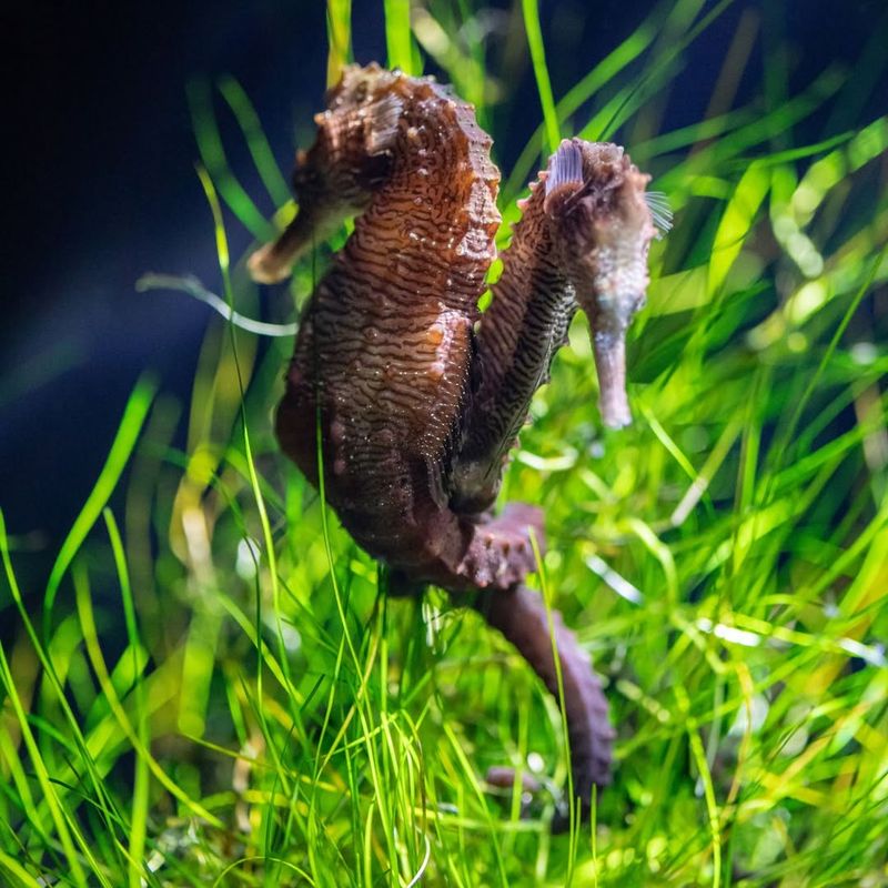 Seahorses