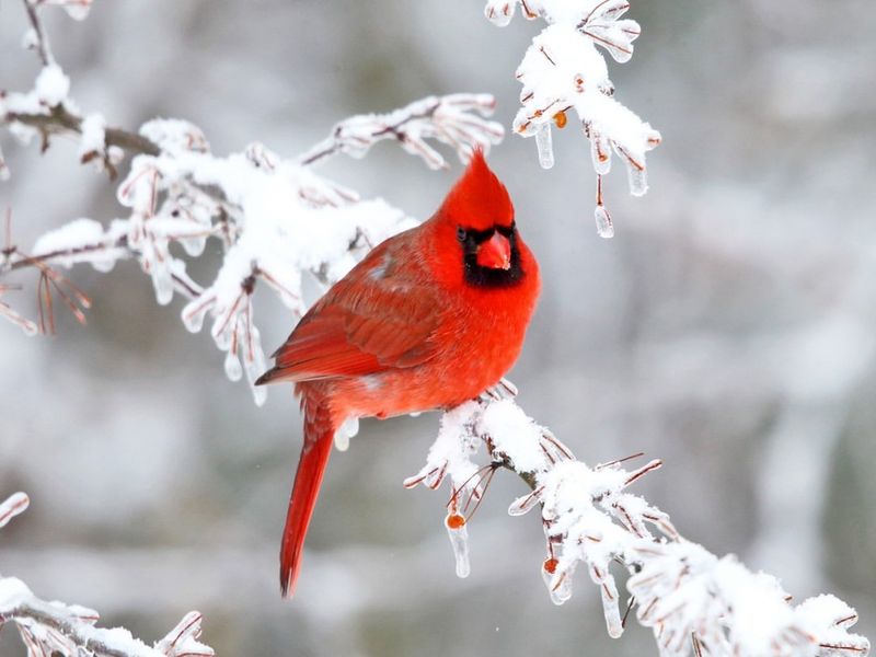 Seasonal Cardinal Sightings: Do They Mean Something Special?