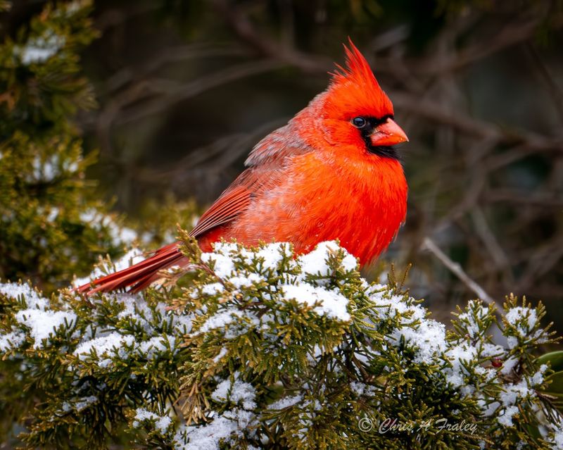 Seeing a Cardinal After a Loss: Comfort in Grief