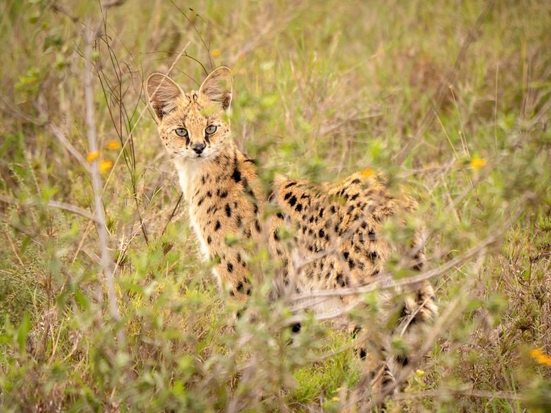 Serval's Grassland Camouflage