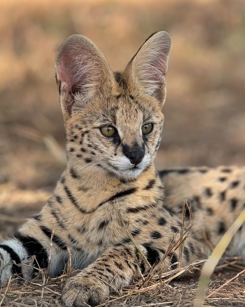 Serval