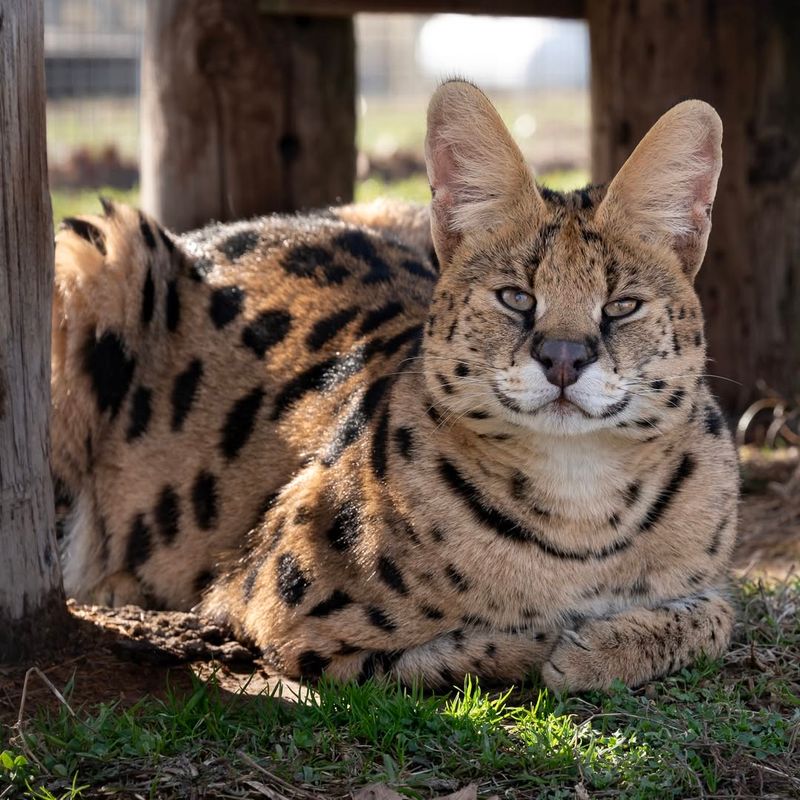 Serval Cat