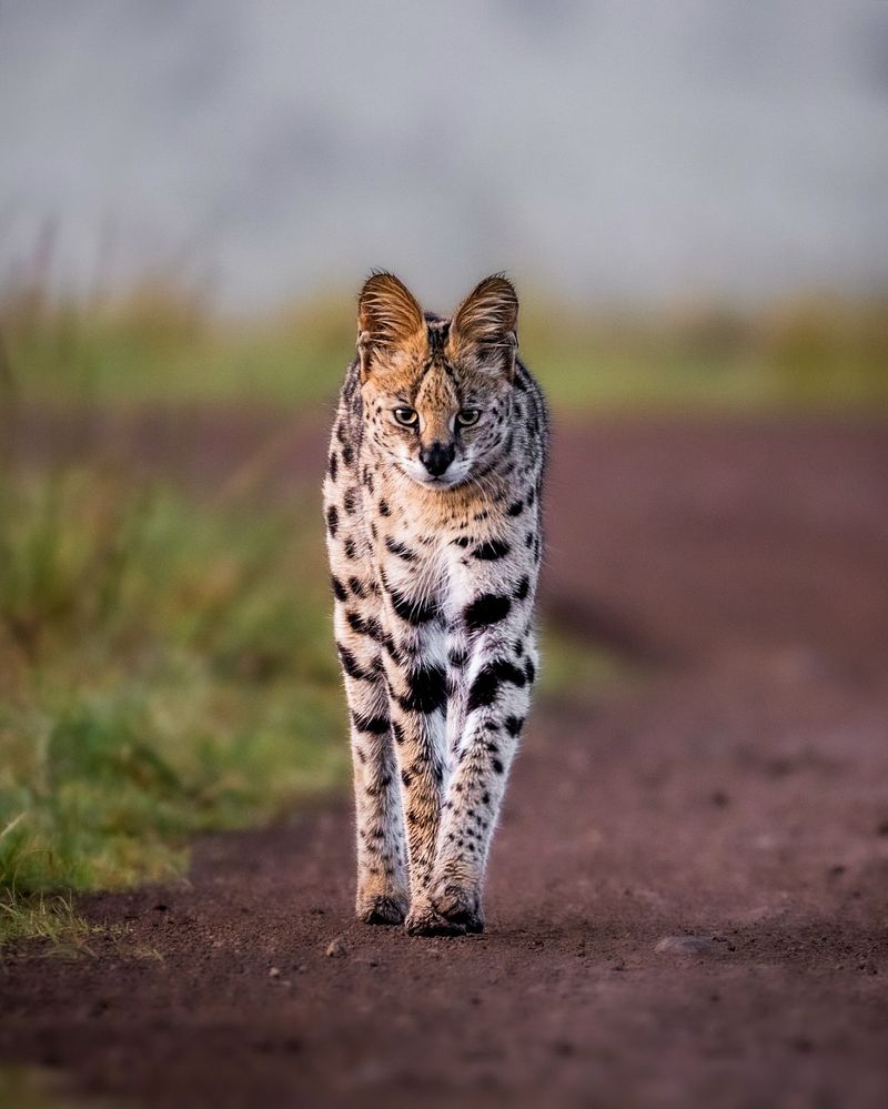 Serval Cat