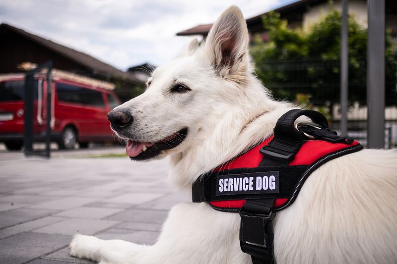 Service Animals for the Disabled