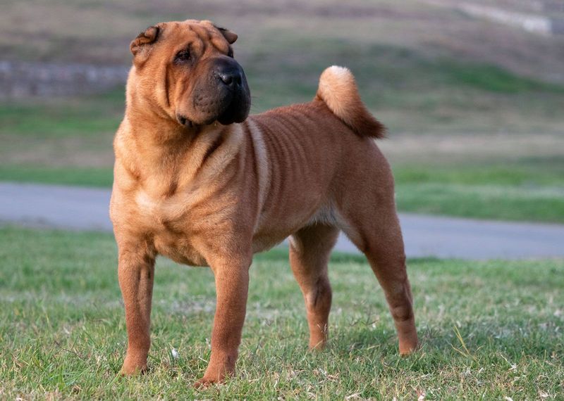 Shar Pei