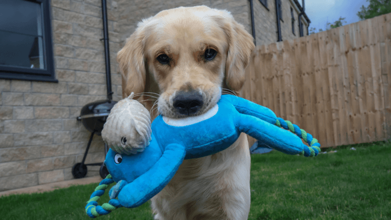 Sharing Their Toys