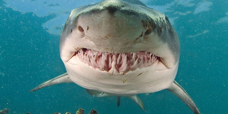 Sharks – The Myth & The Reality