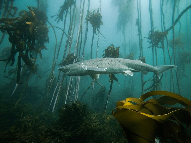 Sharks' Migratory Patterns Trace Forests