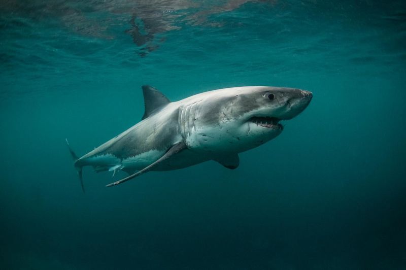 Sharks Can Smell a Drop of Blood Miles Away