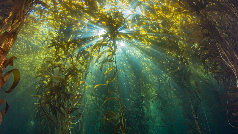 Sharks as Environmental Sentinels