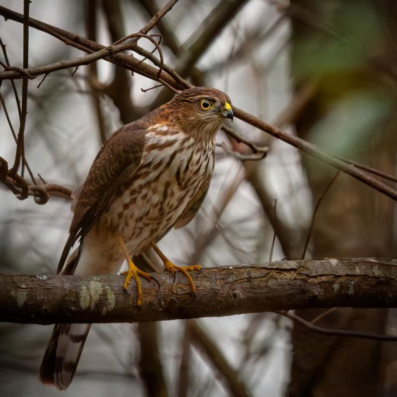 Sharp-Shinned Hawk