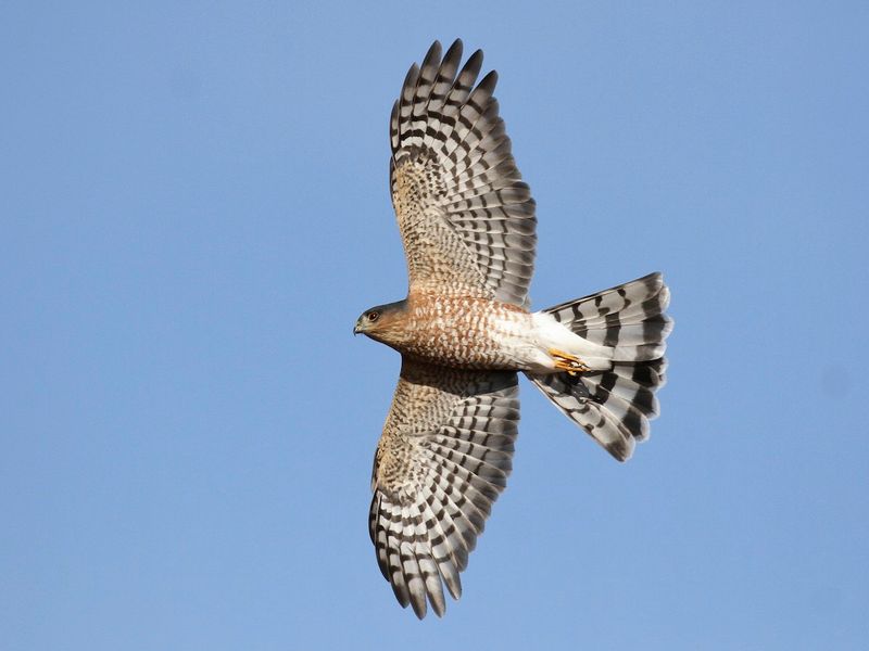 Sharp-shinned Hawk