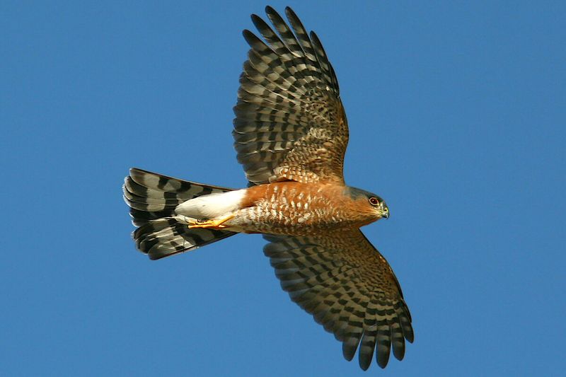 Sharp-shinned Hawk