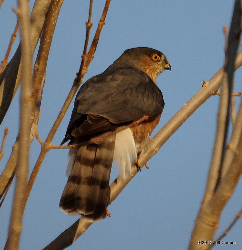 Sharp-shinned Hawk