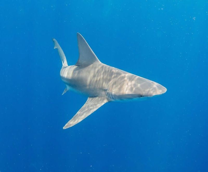 Sharpnose Shark