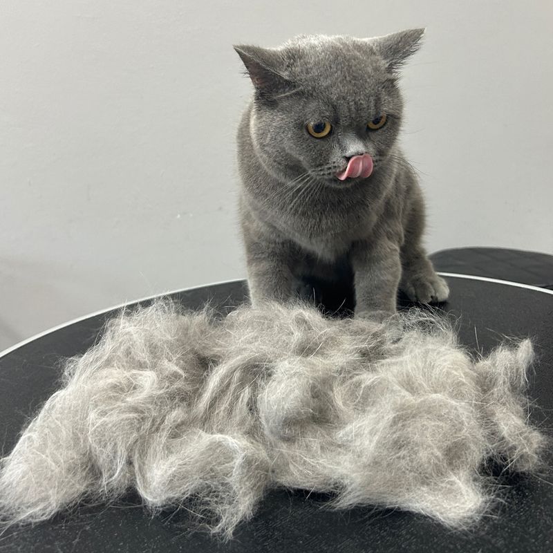 Shedding Excess Fur in Spring