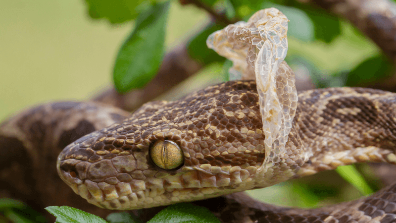 Shedding Skin