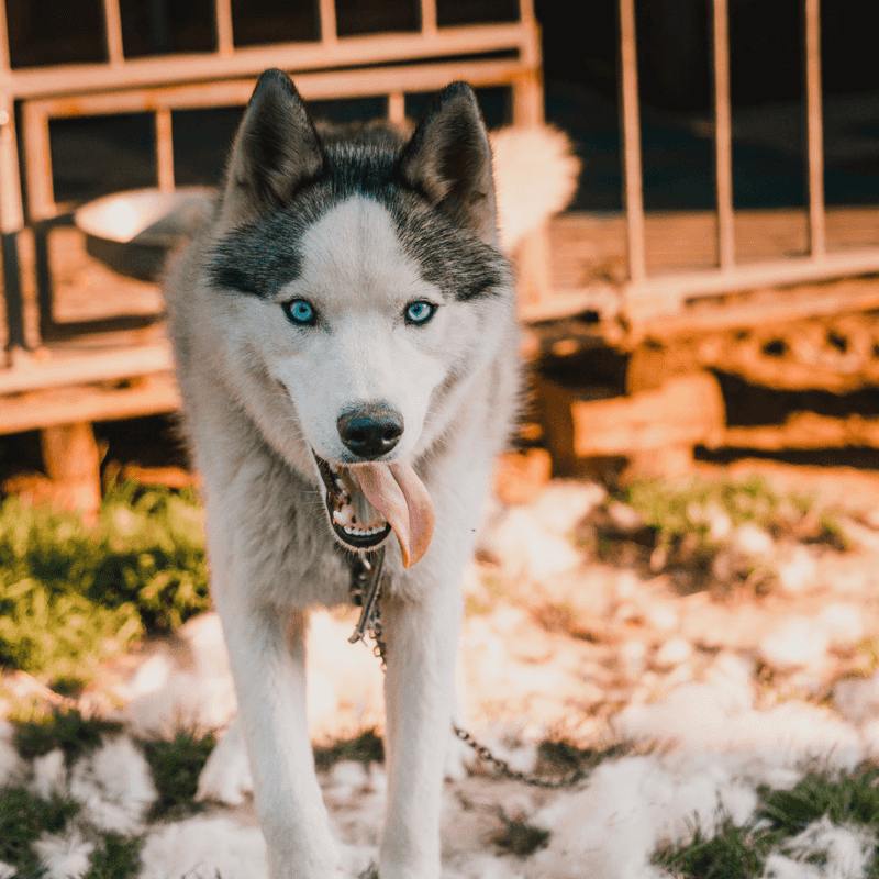 Shedding and Grooming Needs