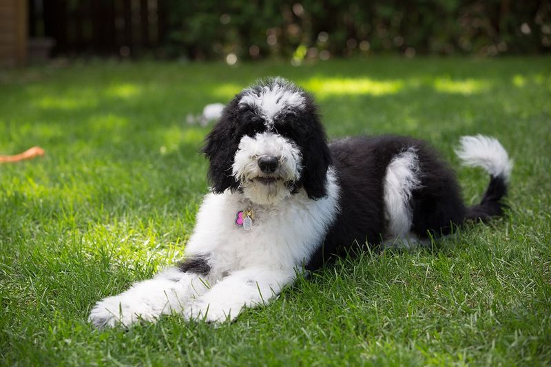 Sheepadoodle