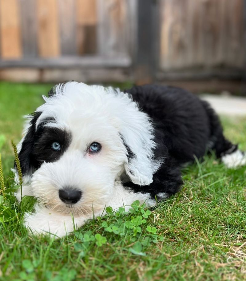 Sheepadoodle