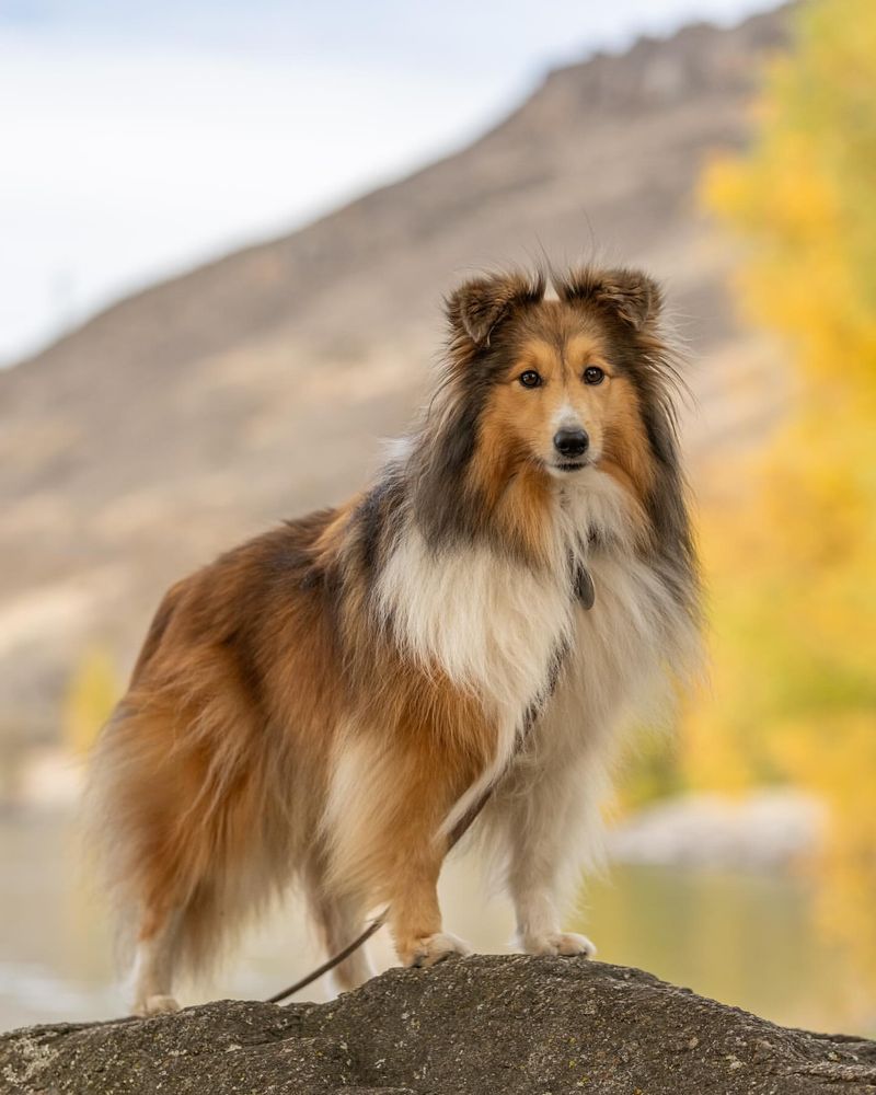 Sheltie (Shetland Sheepdog)