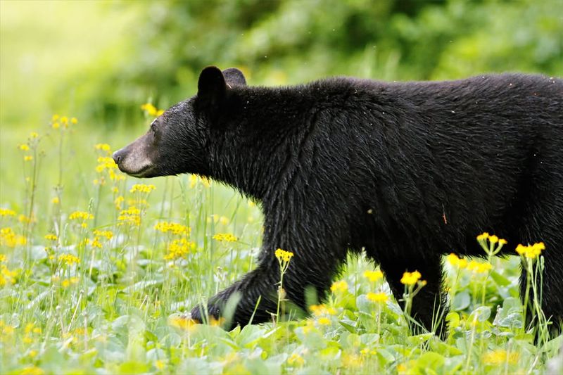 Shenandoah National Park, Virginia