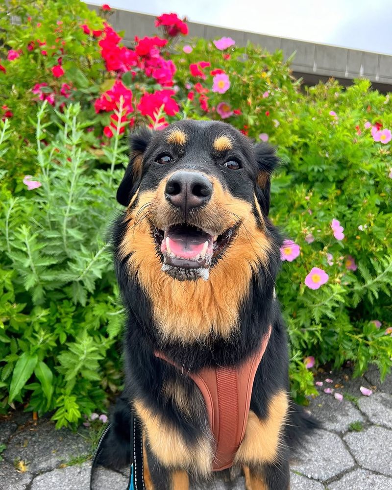 German Shepherd Rottweiler Mix