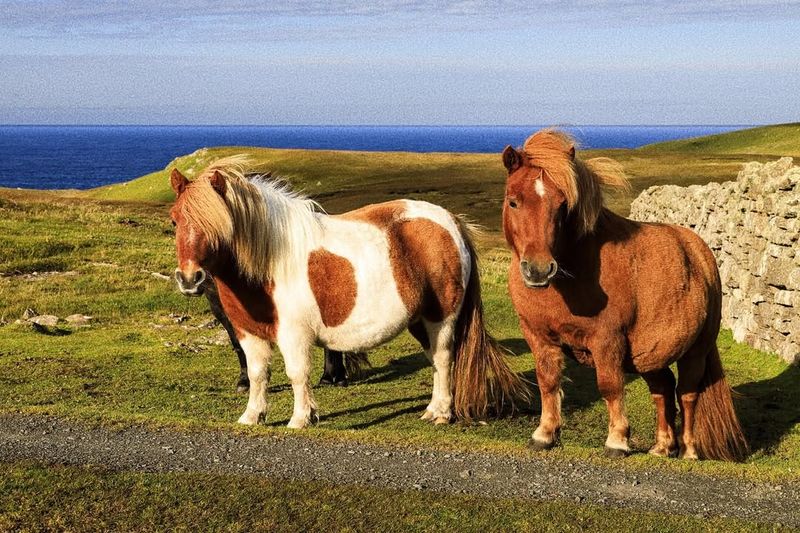 Shetland Pony