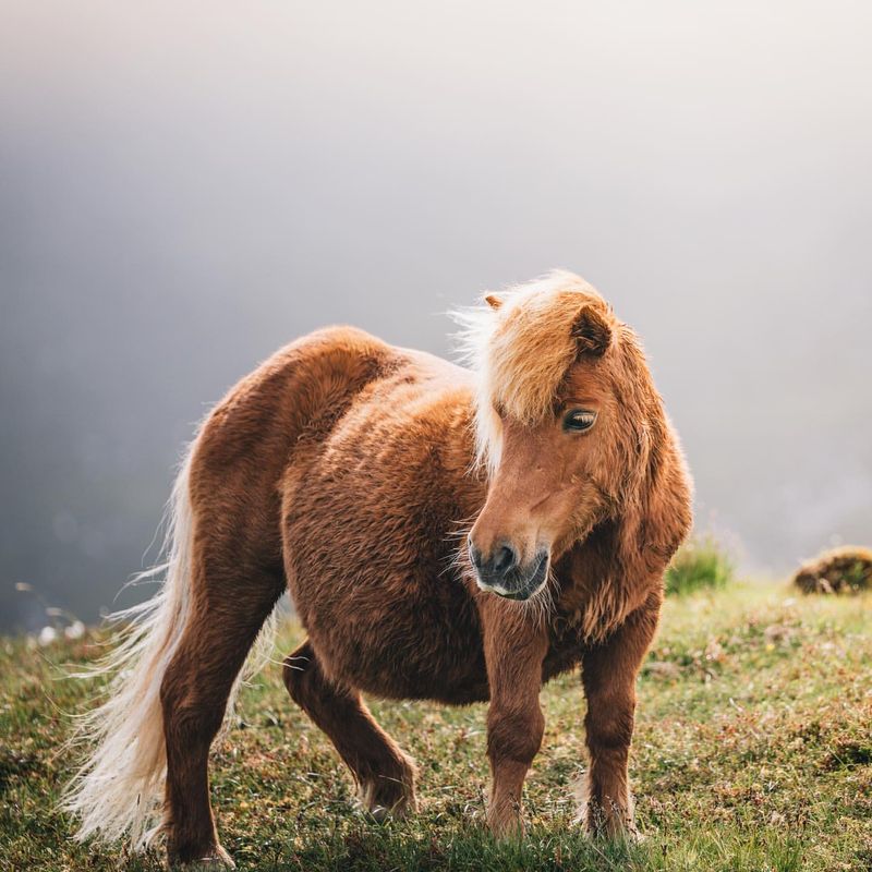 Shetland Pony