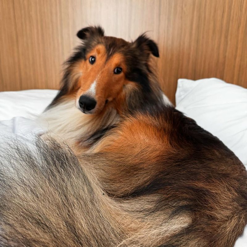 Shetland Sheepdog