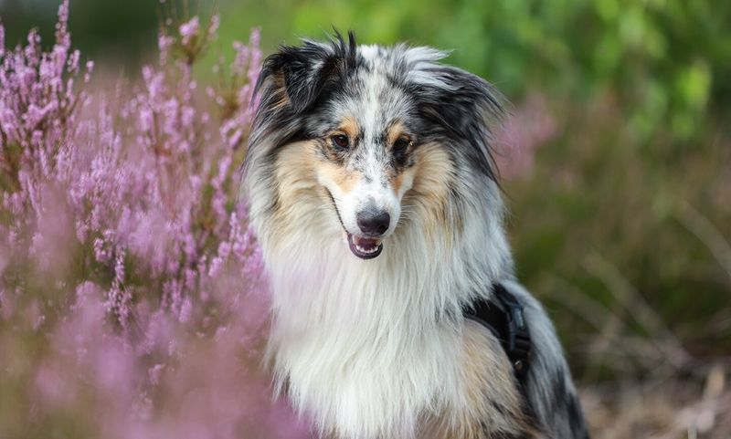 Shetland Sheepdog