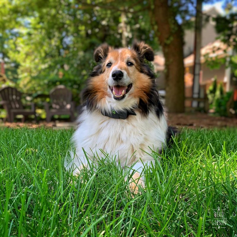 Shetland Sheepdog