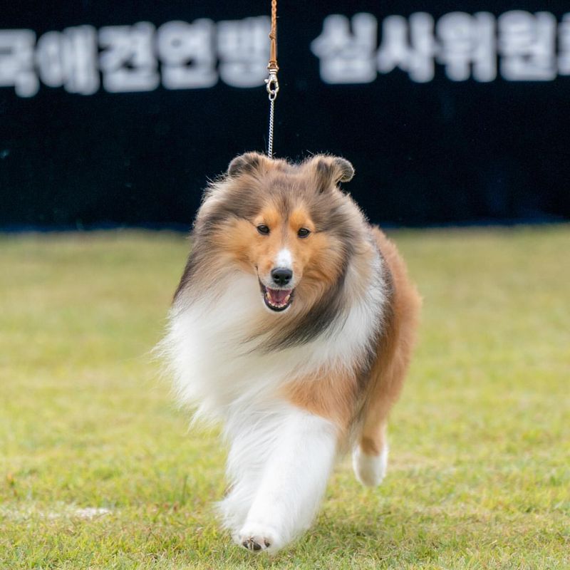 Shetland Sheepdog