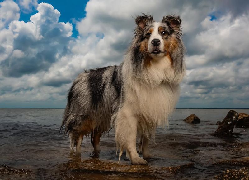 Shetland Sheepdog