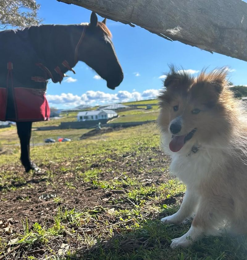 Shetland Sheepdog