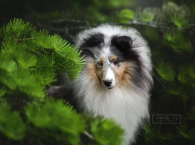 Shetland Sheepdog