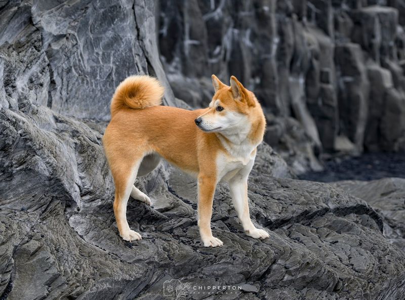 Shiba Inu