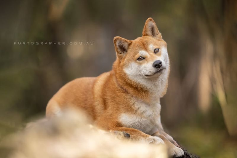 Shiba Inu