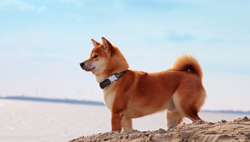 Shiba Inu