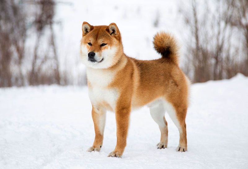 Shiba Inu