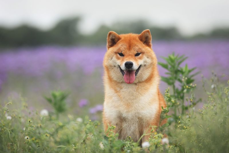 Shiba Inu