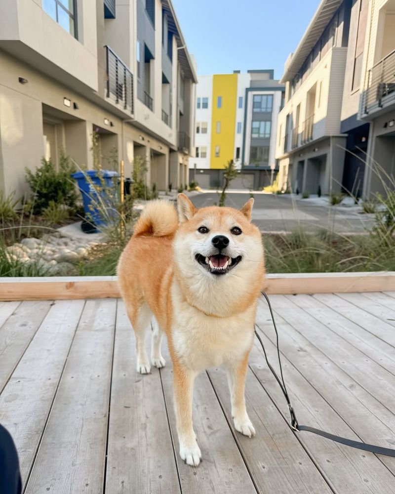 Shiba Inu