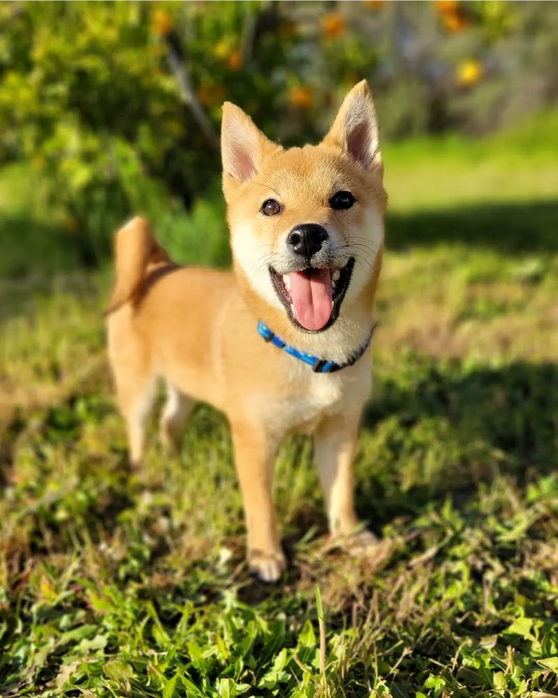 Shiba Inu