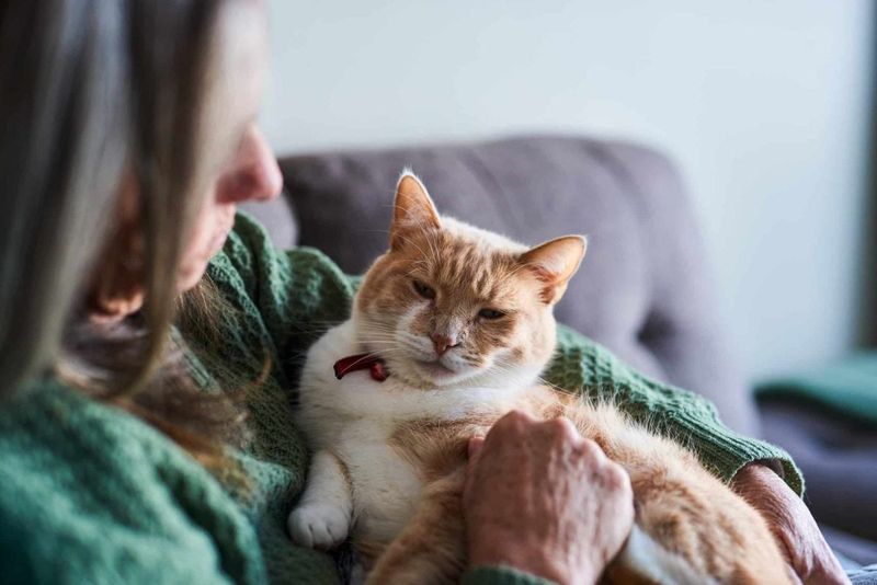 Litter Box & Bathroom Habit Changes