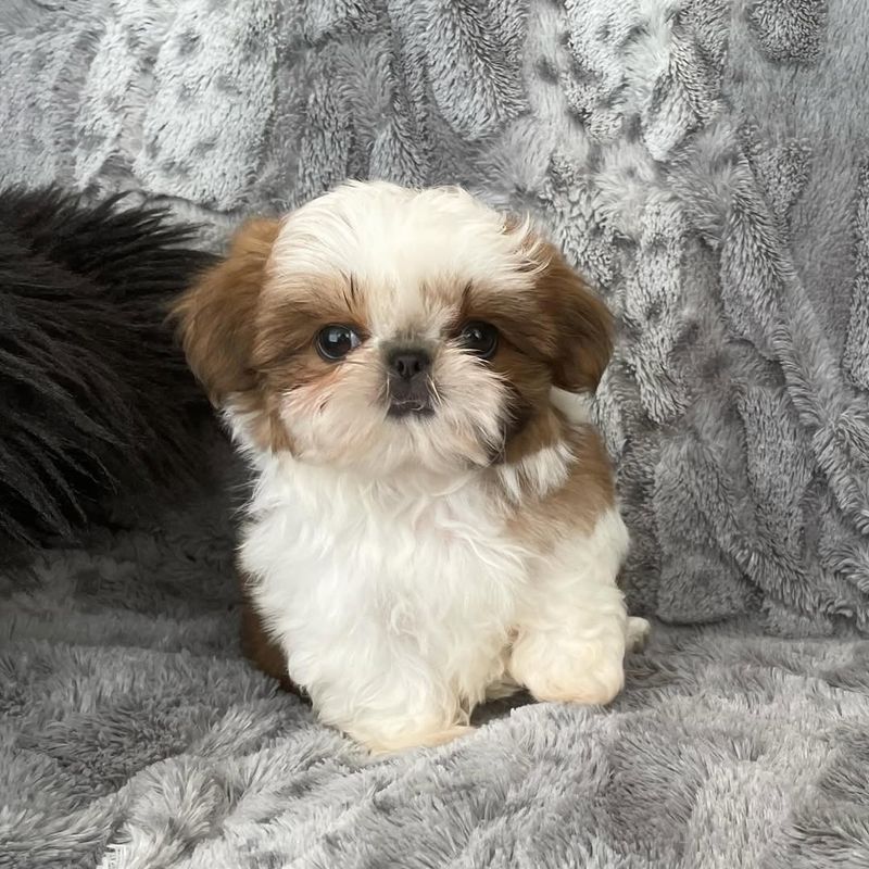 Shih Tzu